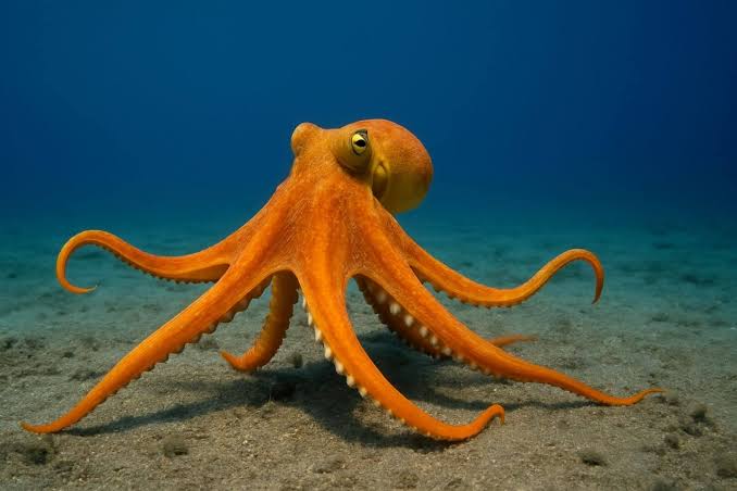 El Día Internacional del Pulpo resalta la importancia de una de las especies más antiguas de los océanos