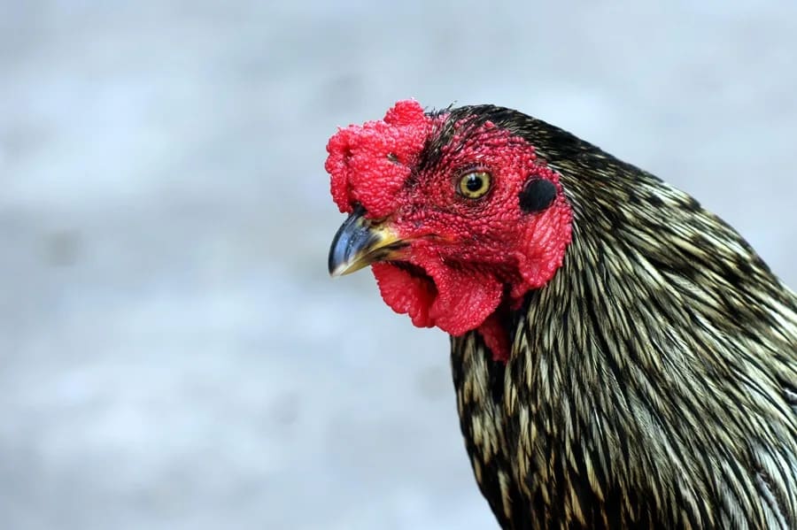 Un gallo se convierte en símbolo de fidelidad en un hospital de Bolivia tras la muerte de su dueño