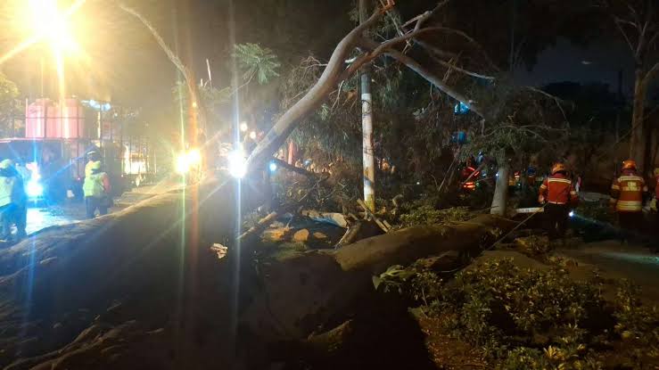 Un árbol colapsa durante una clase de zumba en Guatemala y deja diecisiete personas lesionadas
