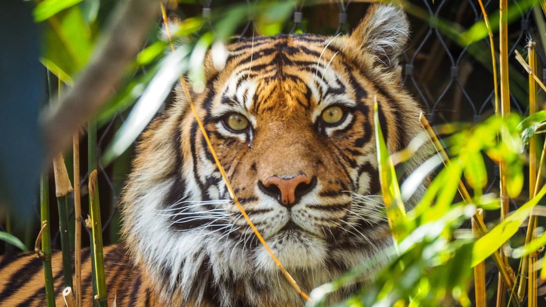Tragedia en zoológico británico: visitante fallece tras ingresar al recinto de un tigre