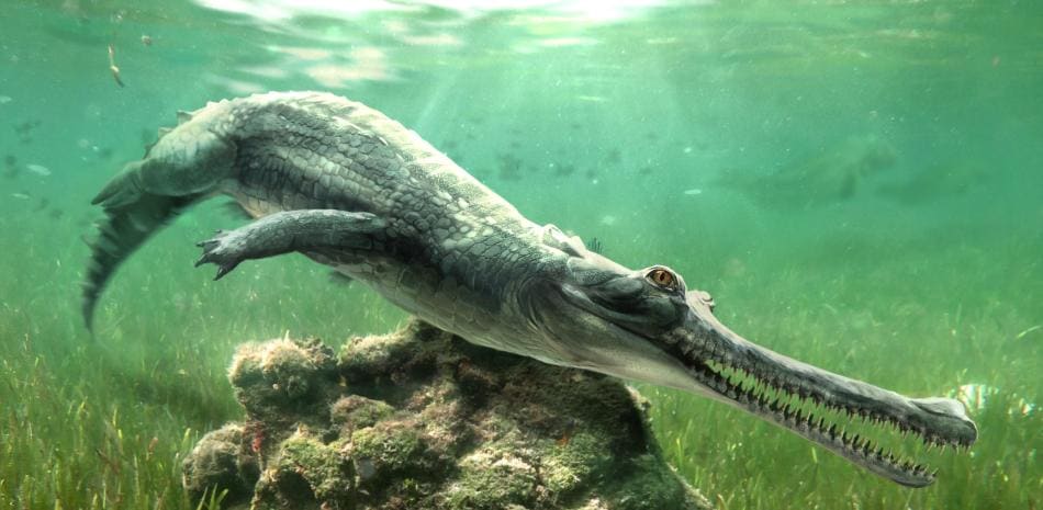 Identifican una especie extinta de cocodrilo fosilizada en los materiales de la Gran Esfinge