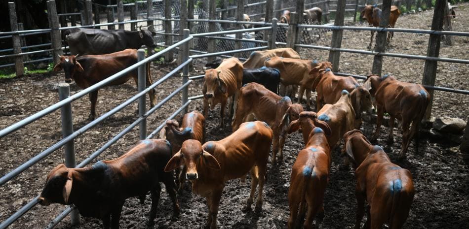 El fenómeno de El Niño castiga al sector ganadero salvadoreño con escasez de pasto y caída de precios