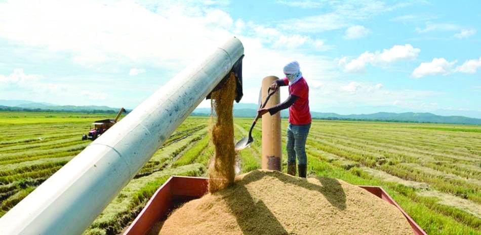 Experto propone elevar productividad arrocera ante desafíos del DR-Cafta
