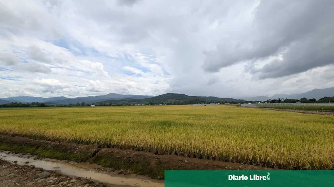 Gobierno deroga decreto que regulaba aranceles a la importación de arroz