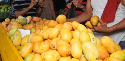 República Dominicana se prepara para retomar exportaciones de mango a EE. UU. en 2027