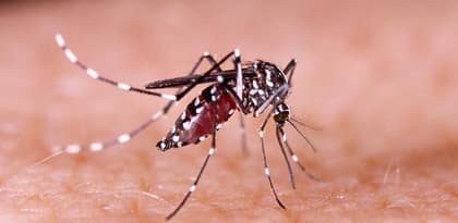 Salud Pública destaca baja incidencia de dengue en el país y exhorta a mantener la prevención