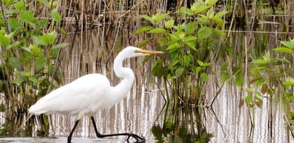 Llaman al sector empresarial dominicano a participar en consulta sobre biodiversidad